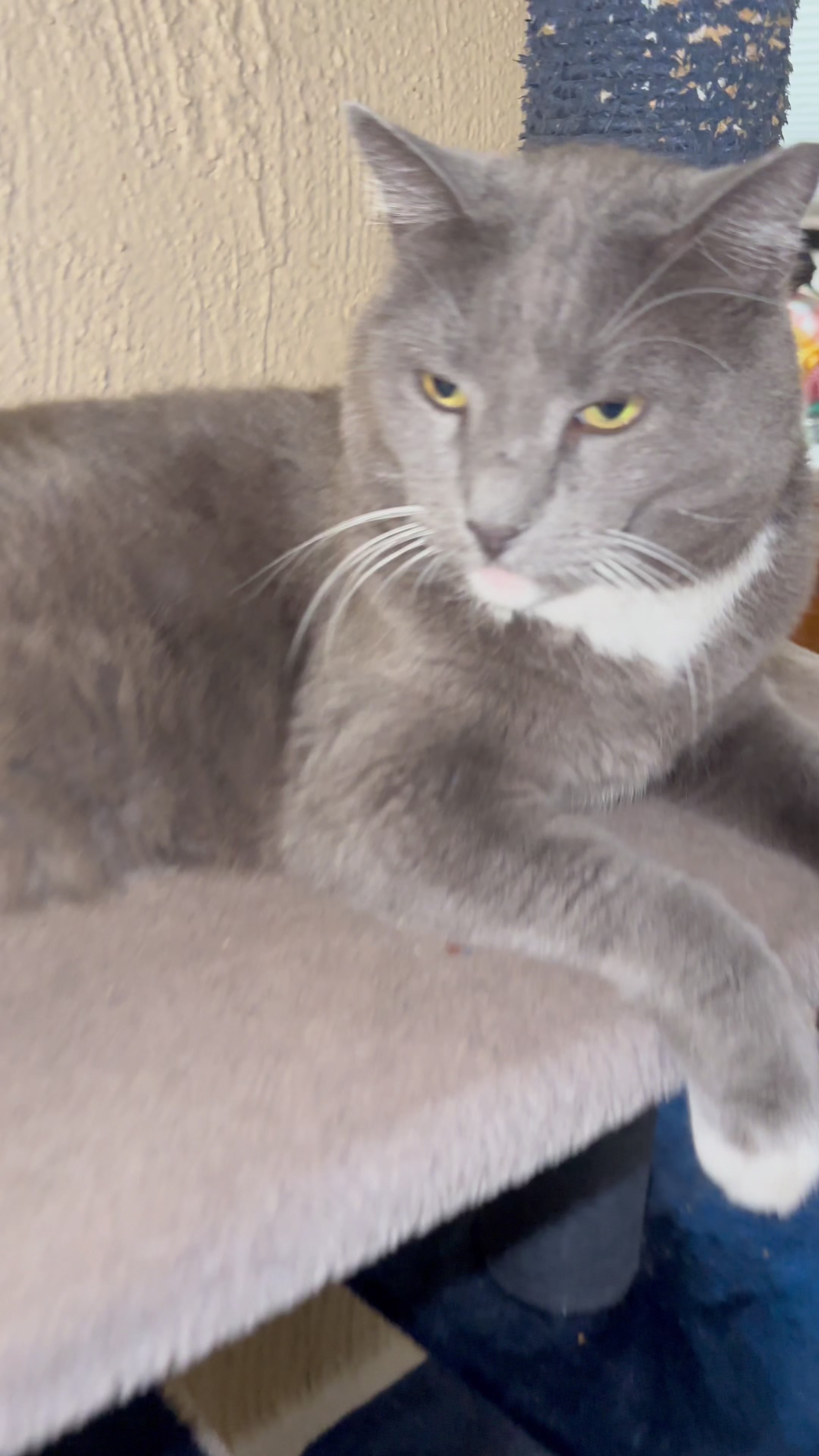 @Therapy Cat Roger & Family