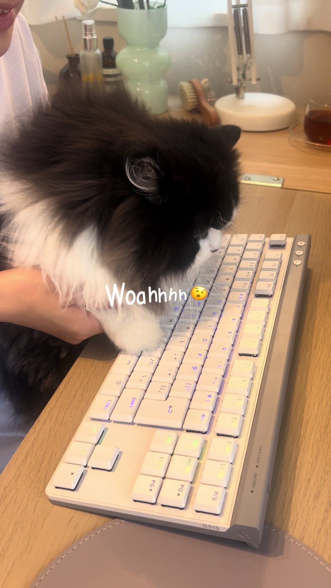 @みちゃよも🐶🐱