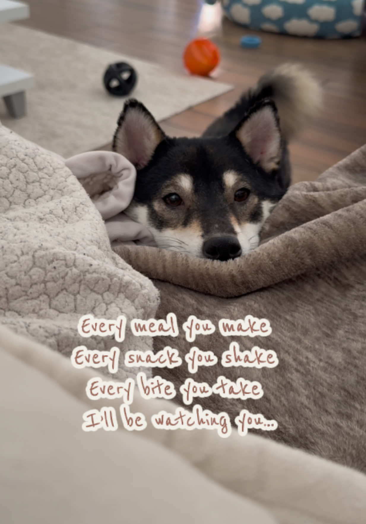 @Flock of Shibas 🐕🐕🐕