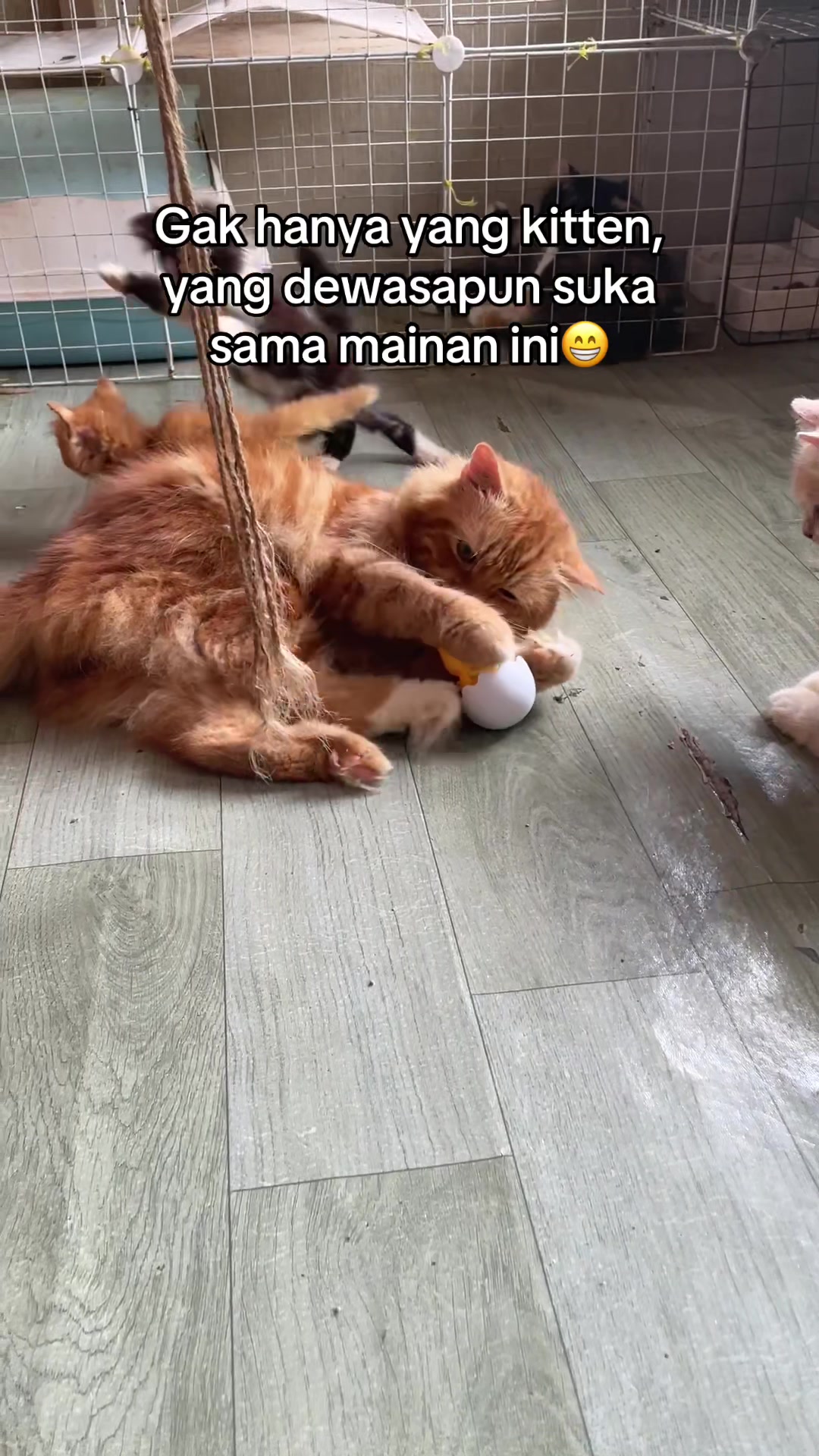 @Kucingmeongmeong