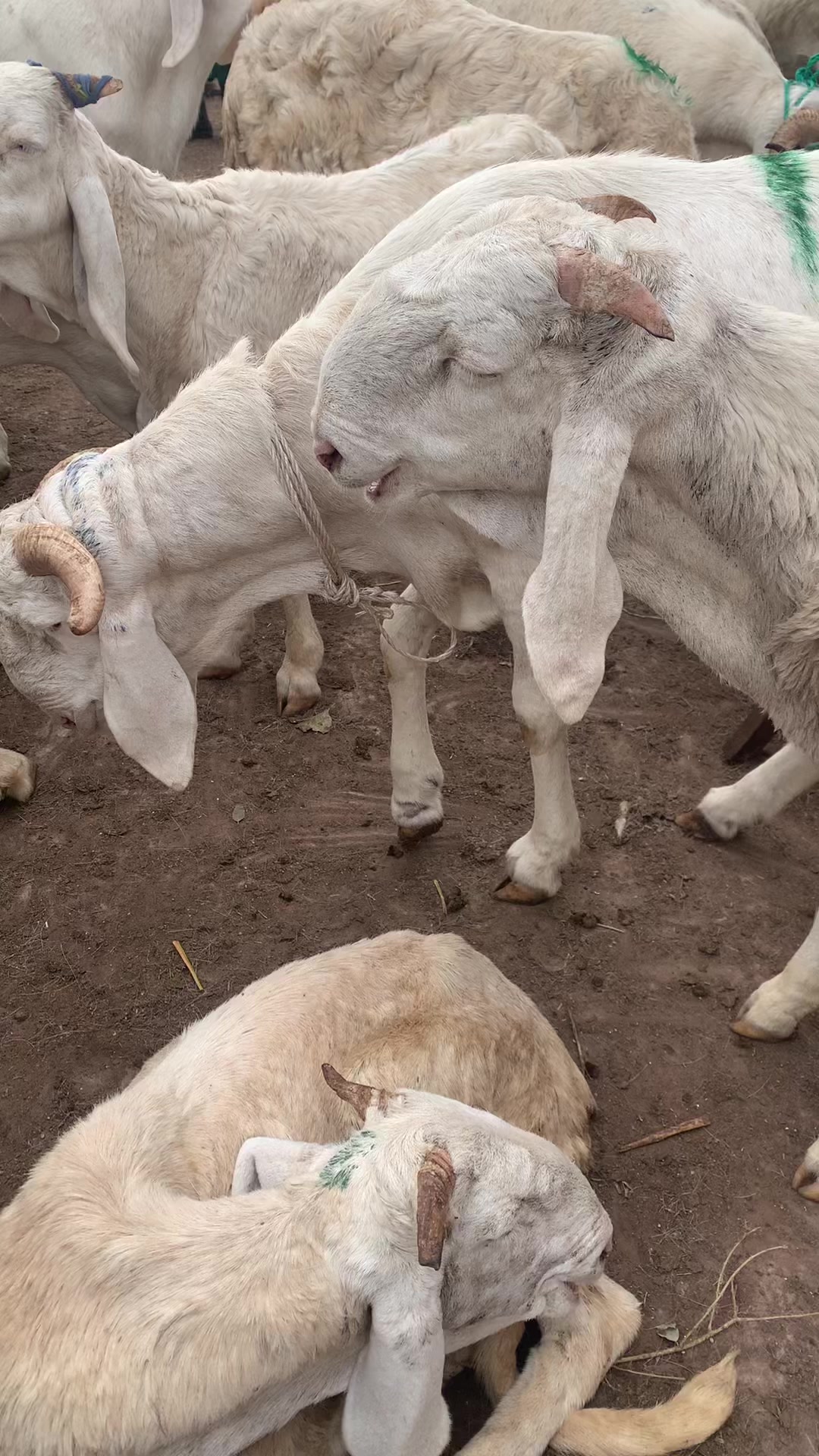 @Bergerie Soundiata Keita🐏🐑