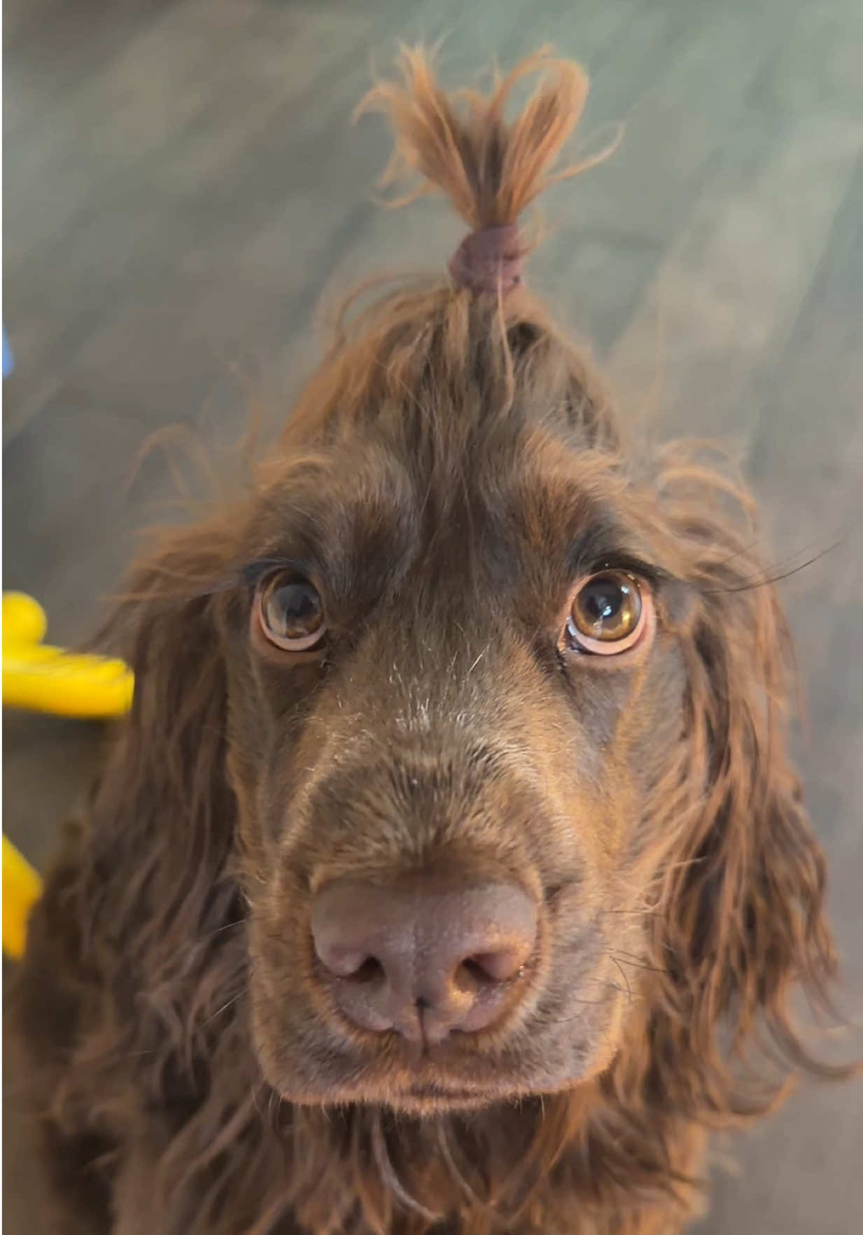 @Yoshi_der_Schokococker