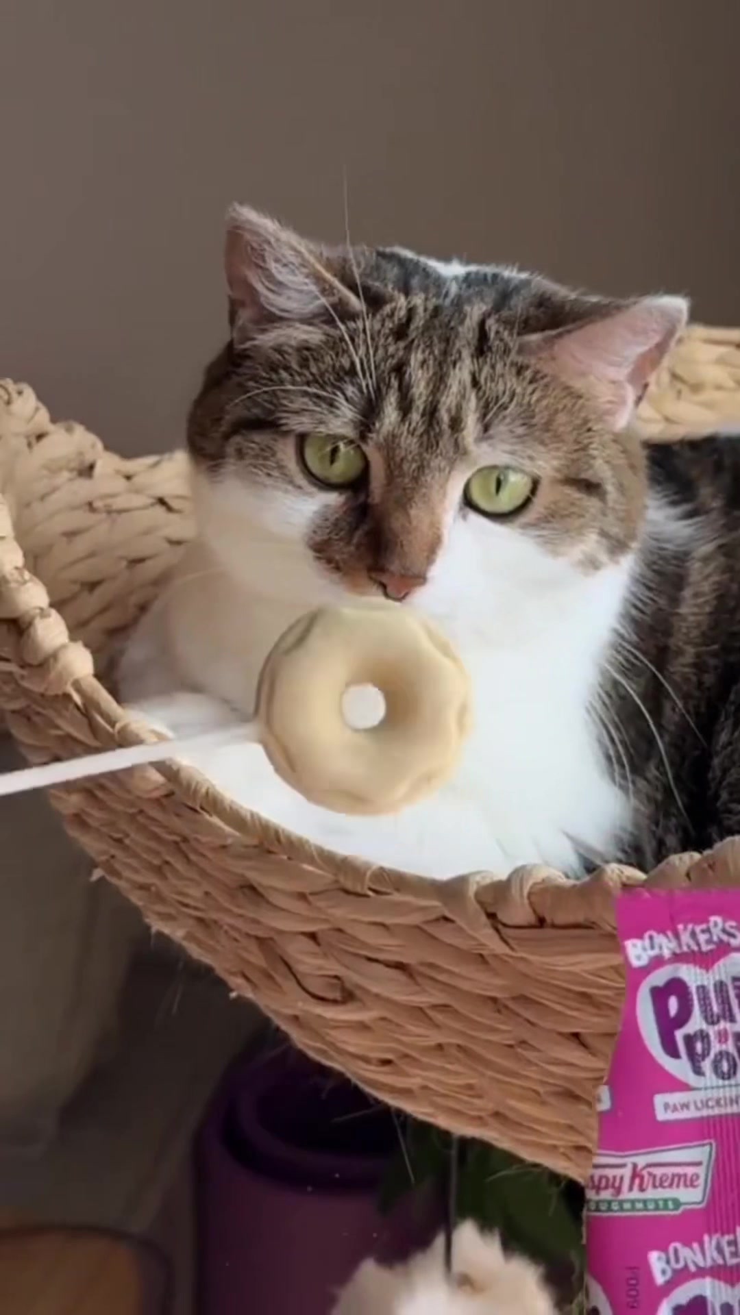 @Suki Purrs