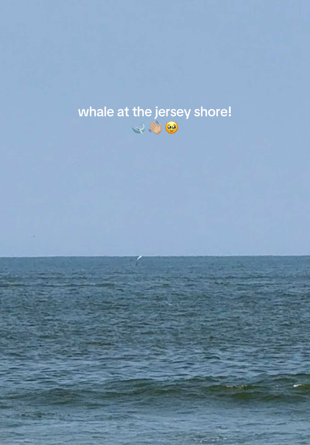 @Sarah 🐚