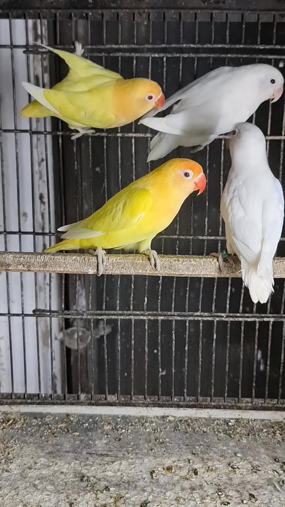 @ROYAL BIRD US
