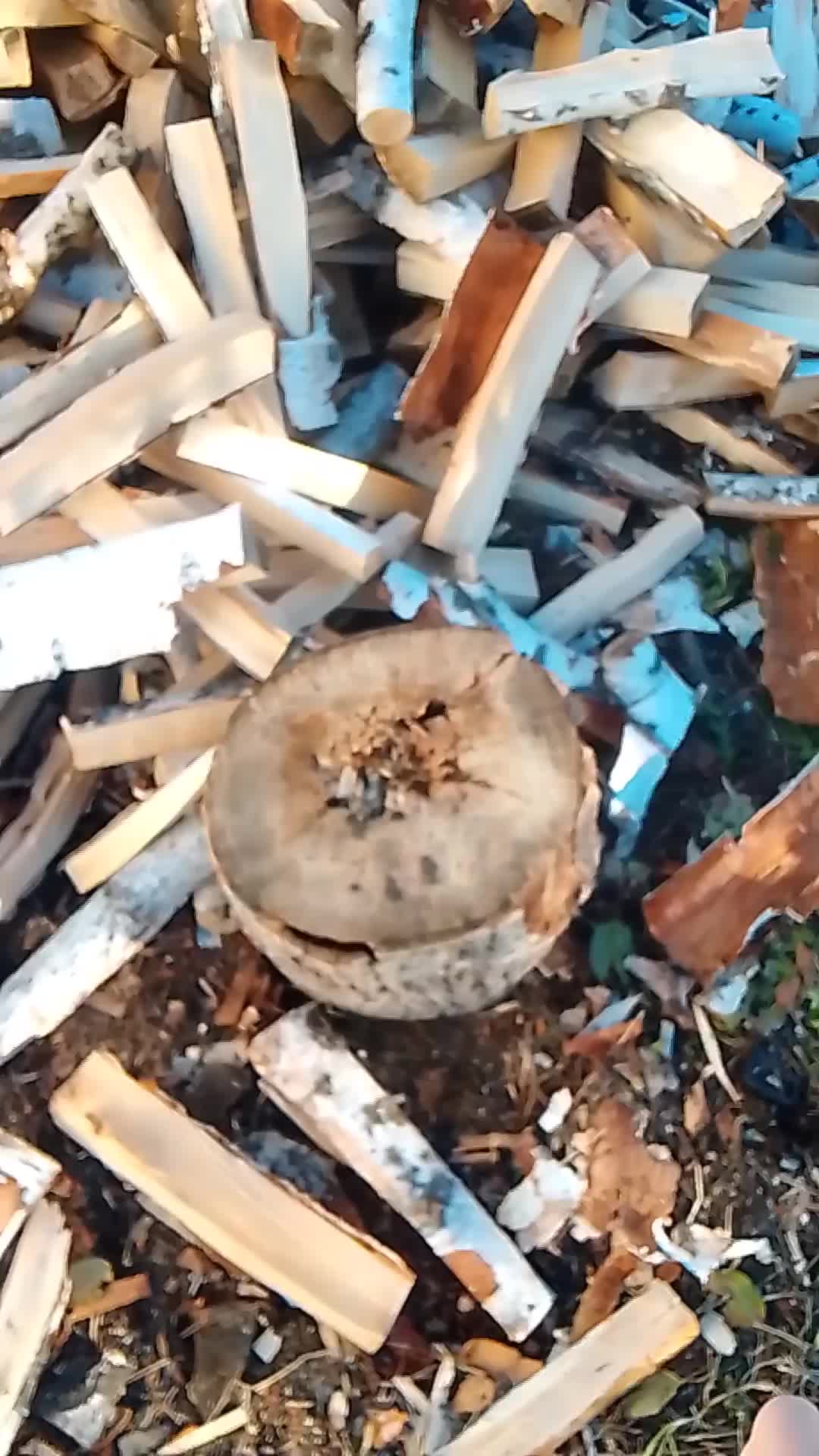 @крыска котик