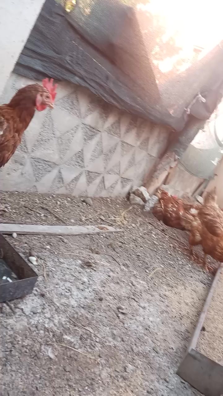 @nefretimsin dünya