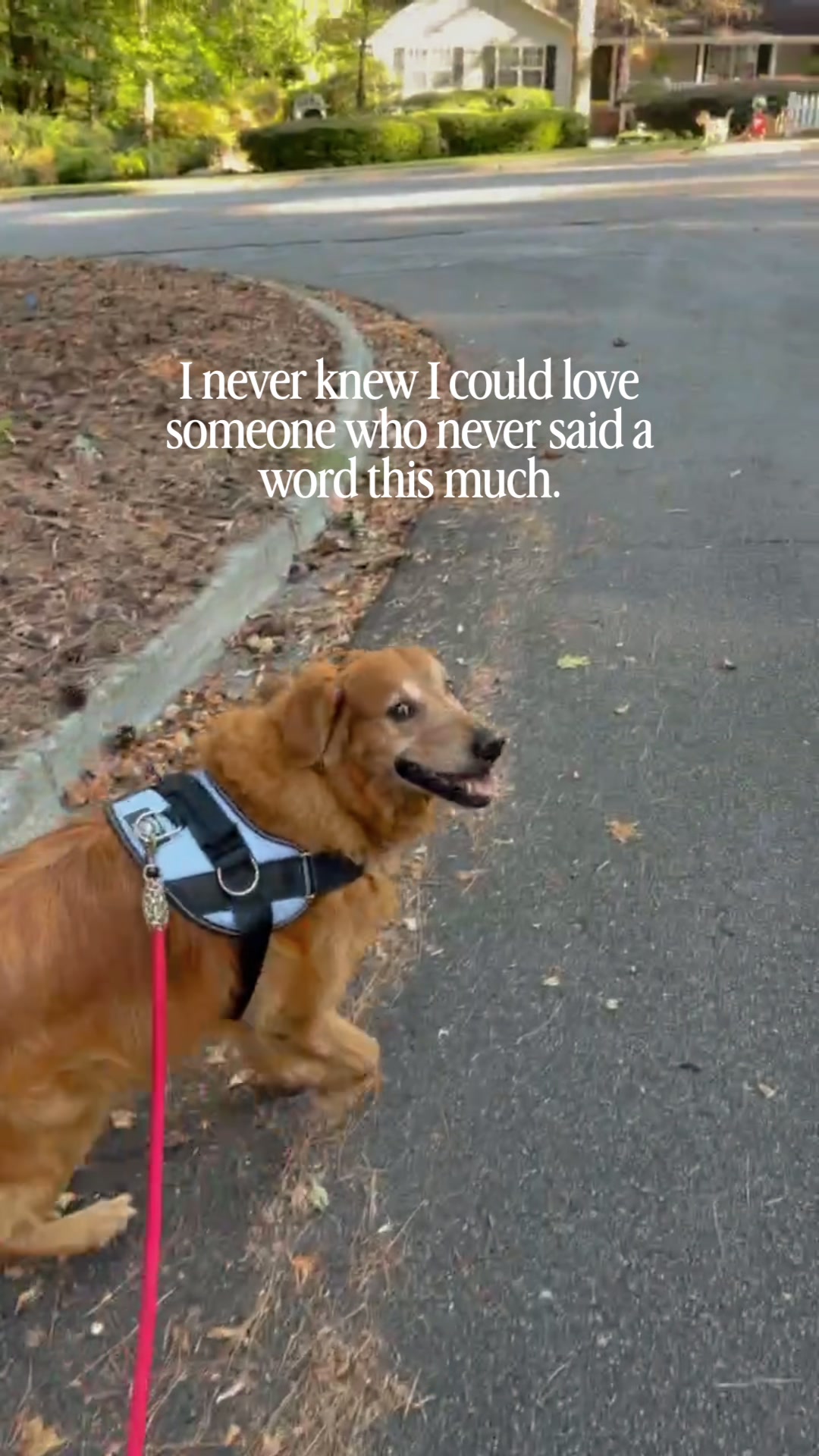 @DogMomisms