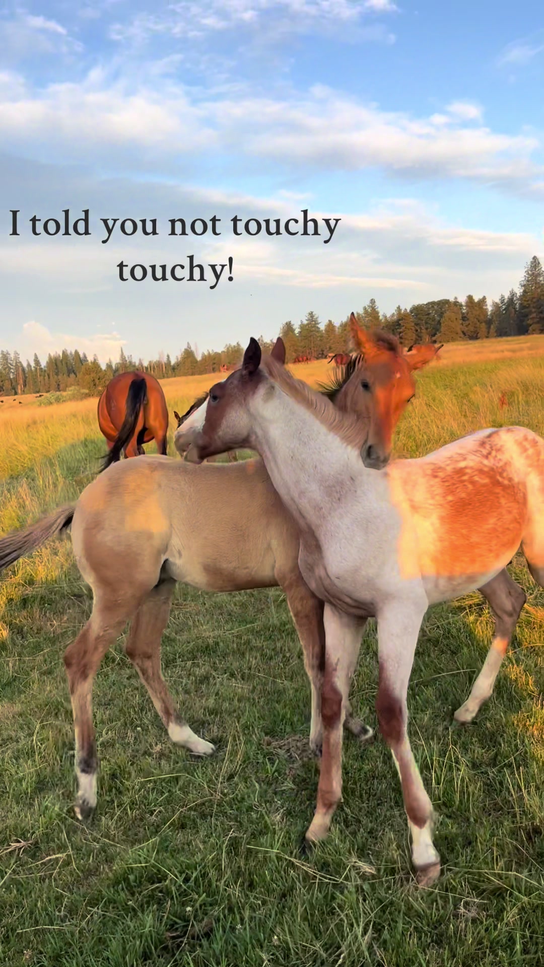 @Secret Springs Ranch