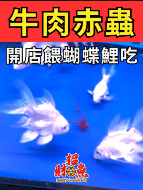 @招財魚水族精品