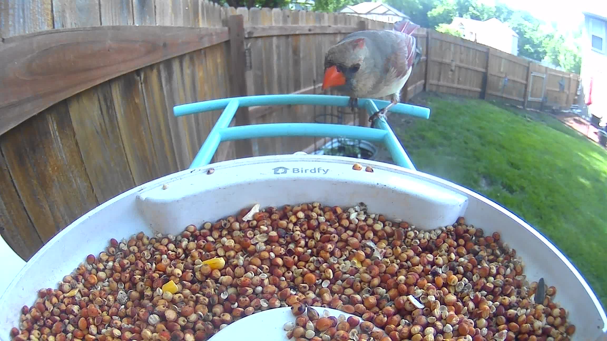 @Crazy Bird Lady