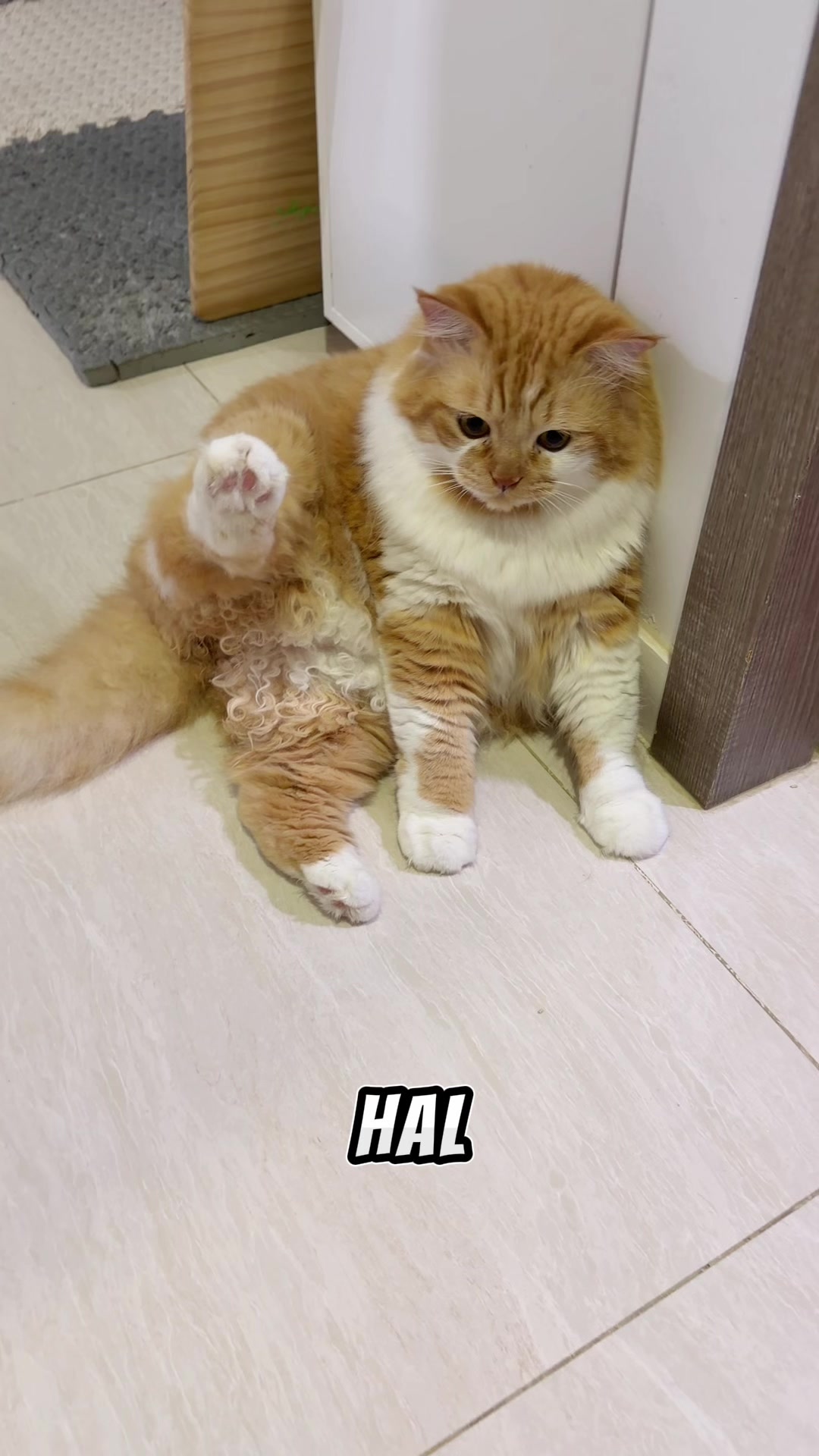 @nekokeikochan