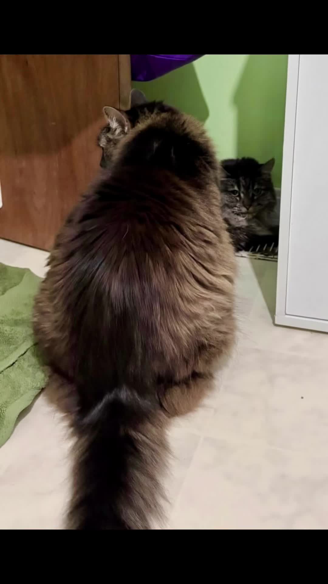 @snickers_and_sidekick