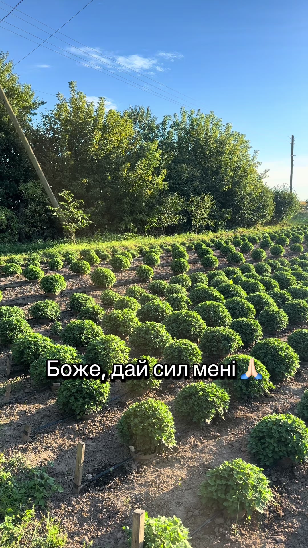 @Хризантема мультифлора