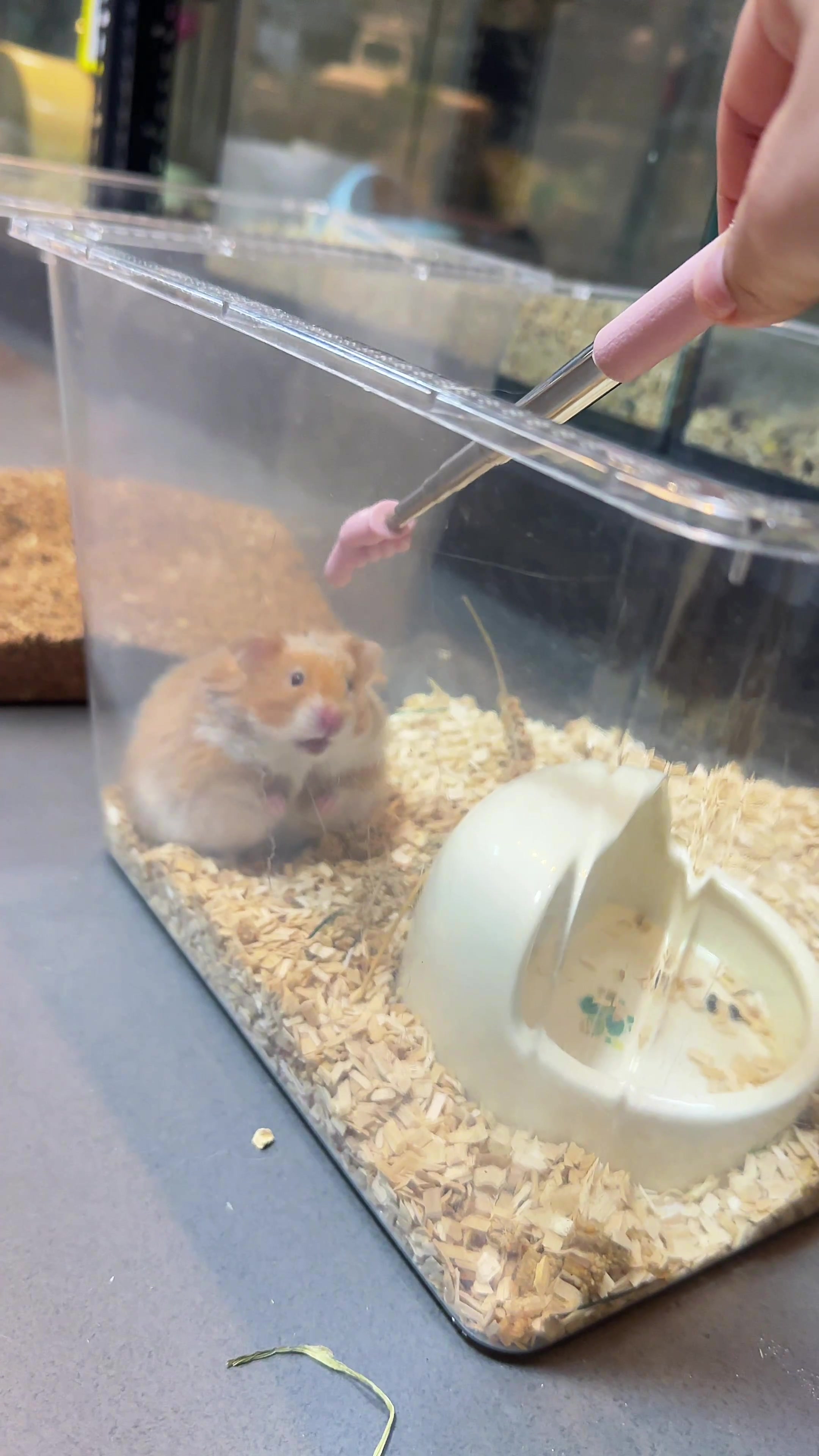 @Liu Liu Hamster - Pet Shop