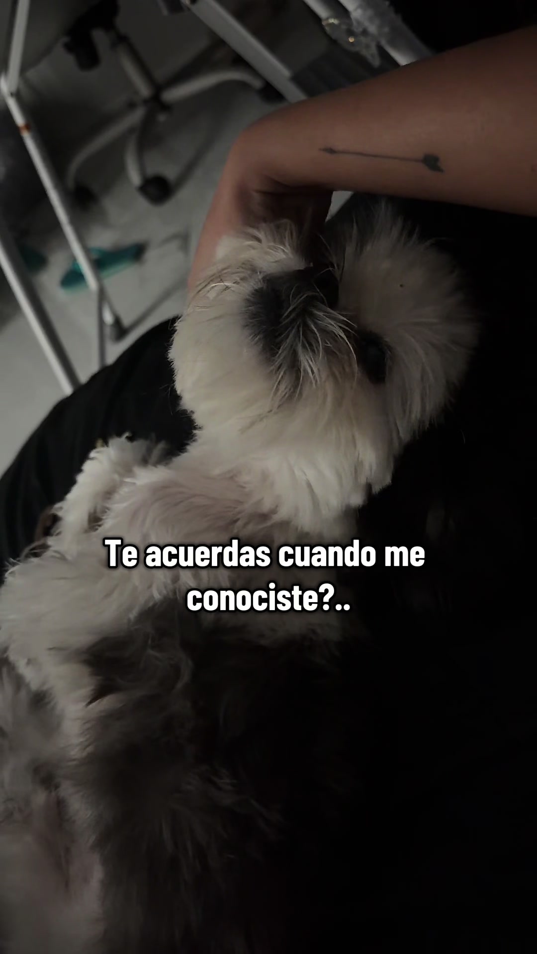 @coco.el.shihtzu