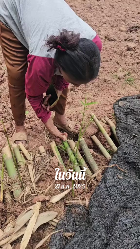@นัดดาชอป