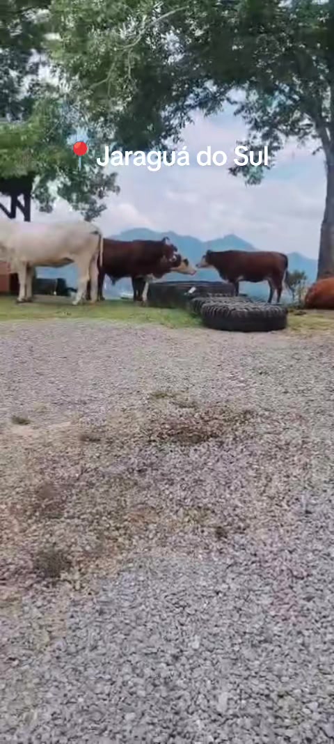 @Lumanoronhaa