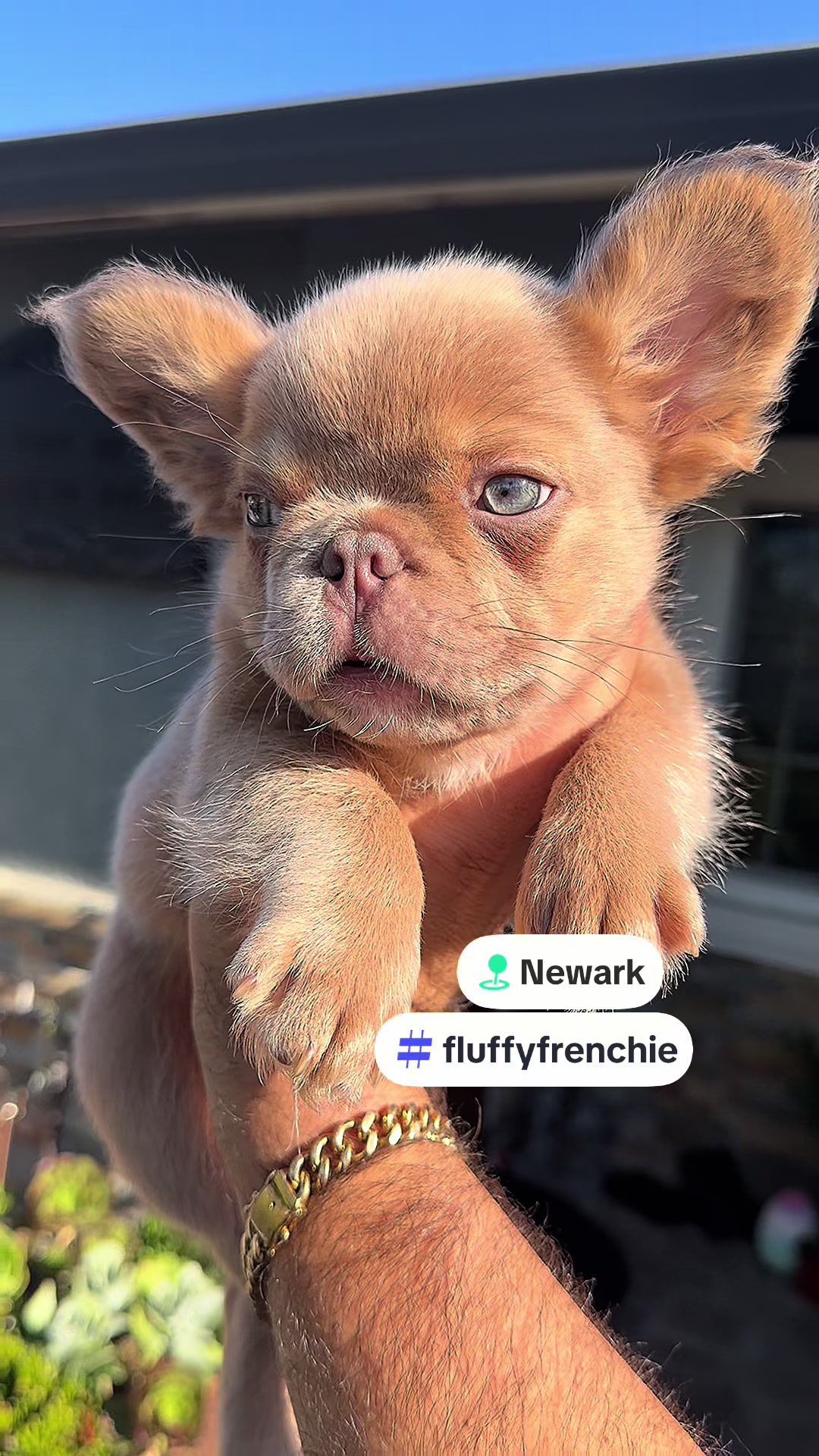 @DragonBallFrenchies