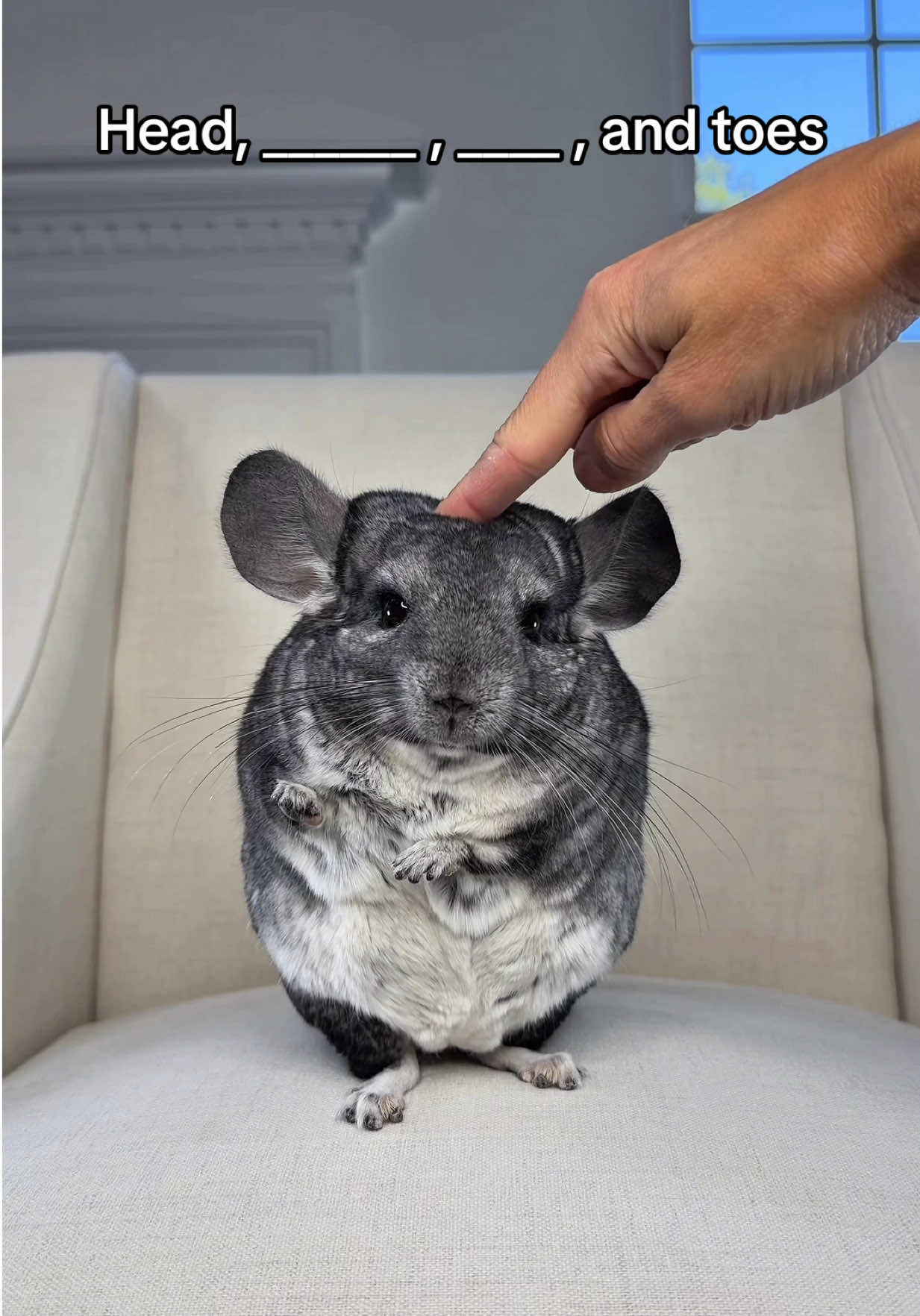 @Phil E. Chinchilla