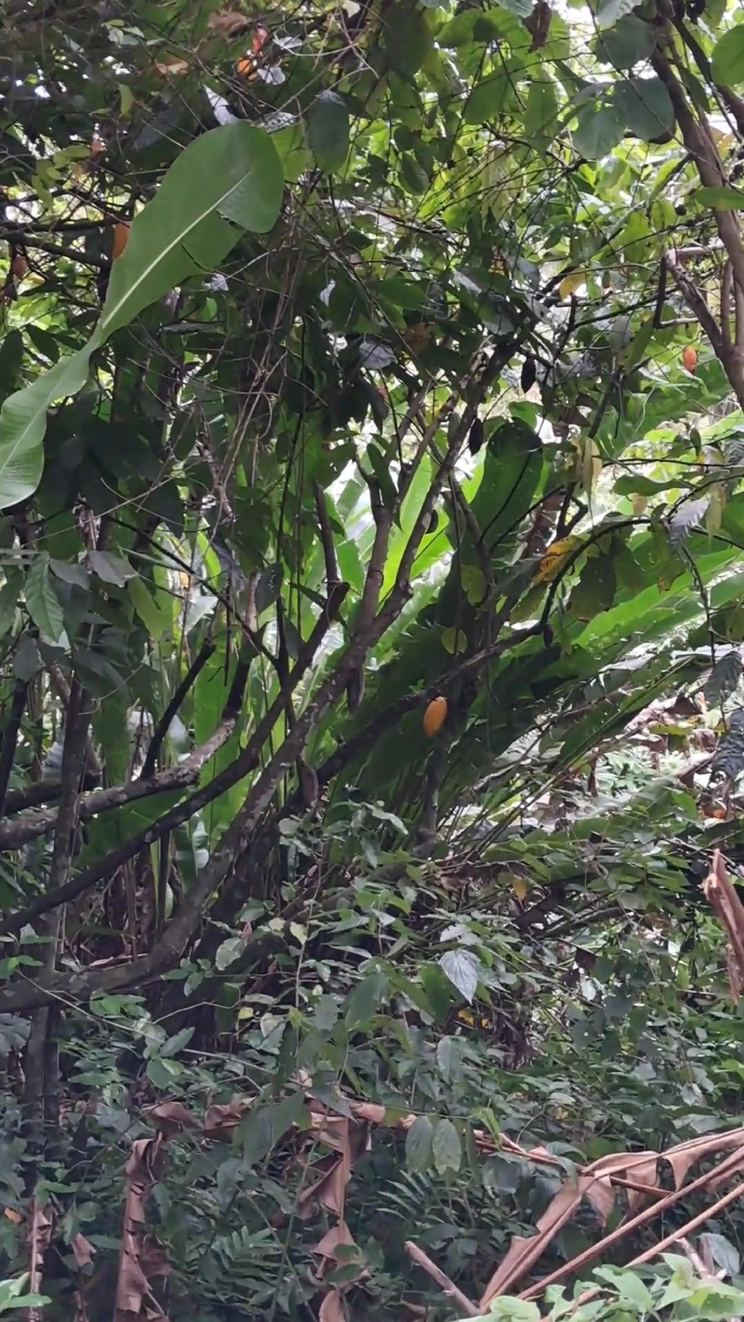 @caribbeanherbalism