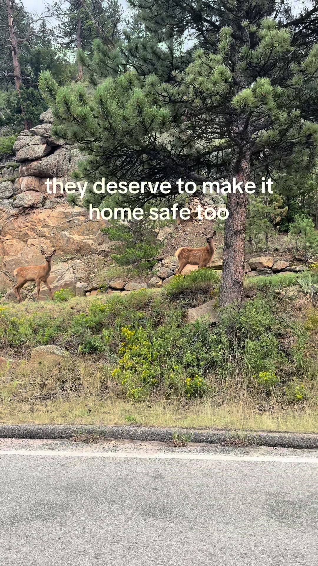 @Emalee in Estes 🫎🪻🛘