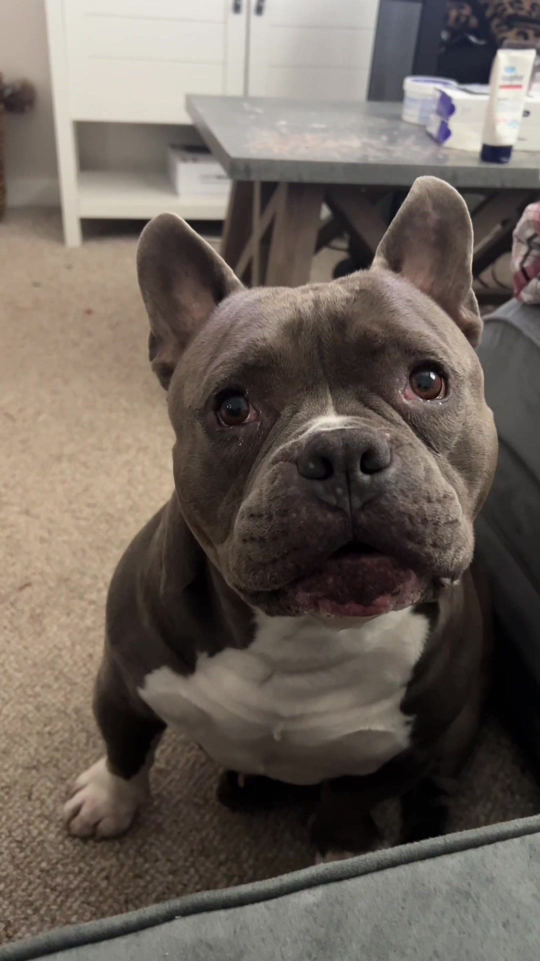 @Gunner | Pocket Bully
