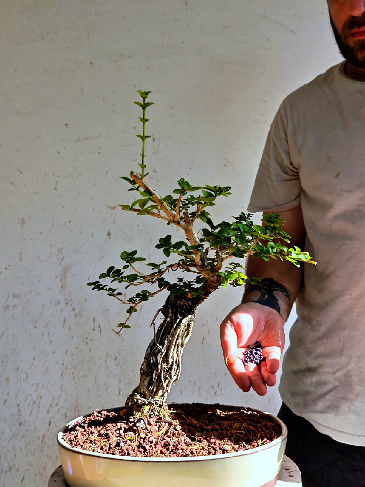 @Bryan Loves Bonsai