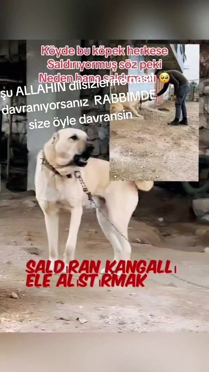 @İstanbul pati dunyasi