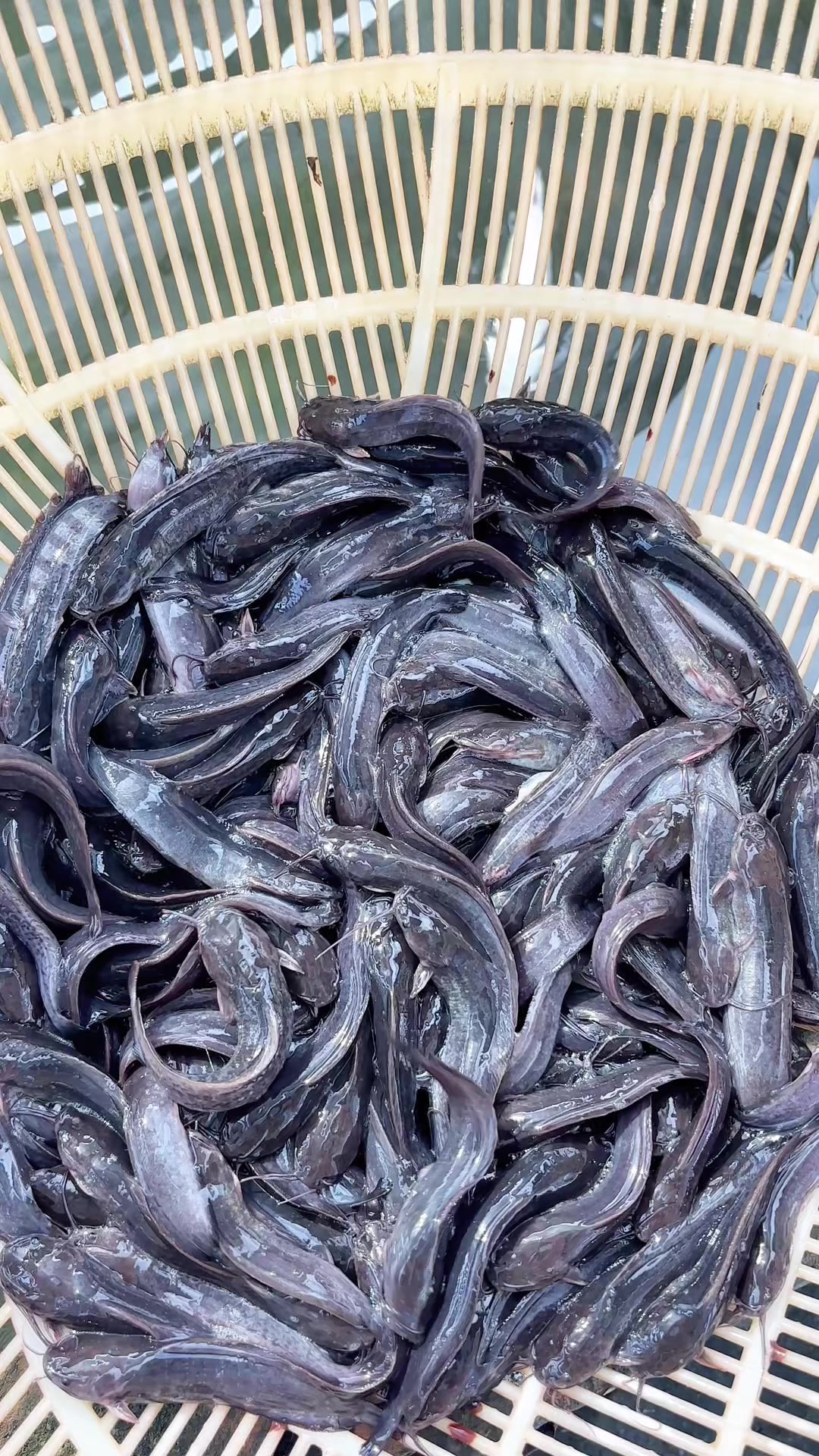 @Trại Cá Giống Quang Lâm