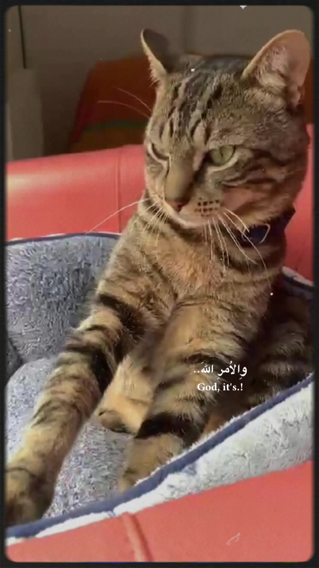 @flasher et simba