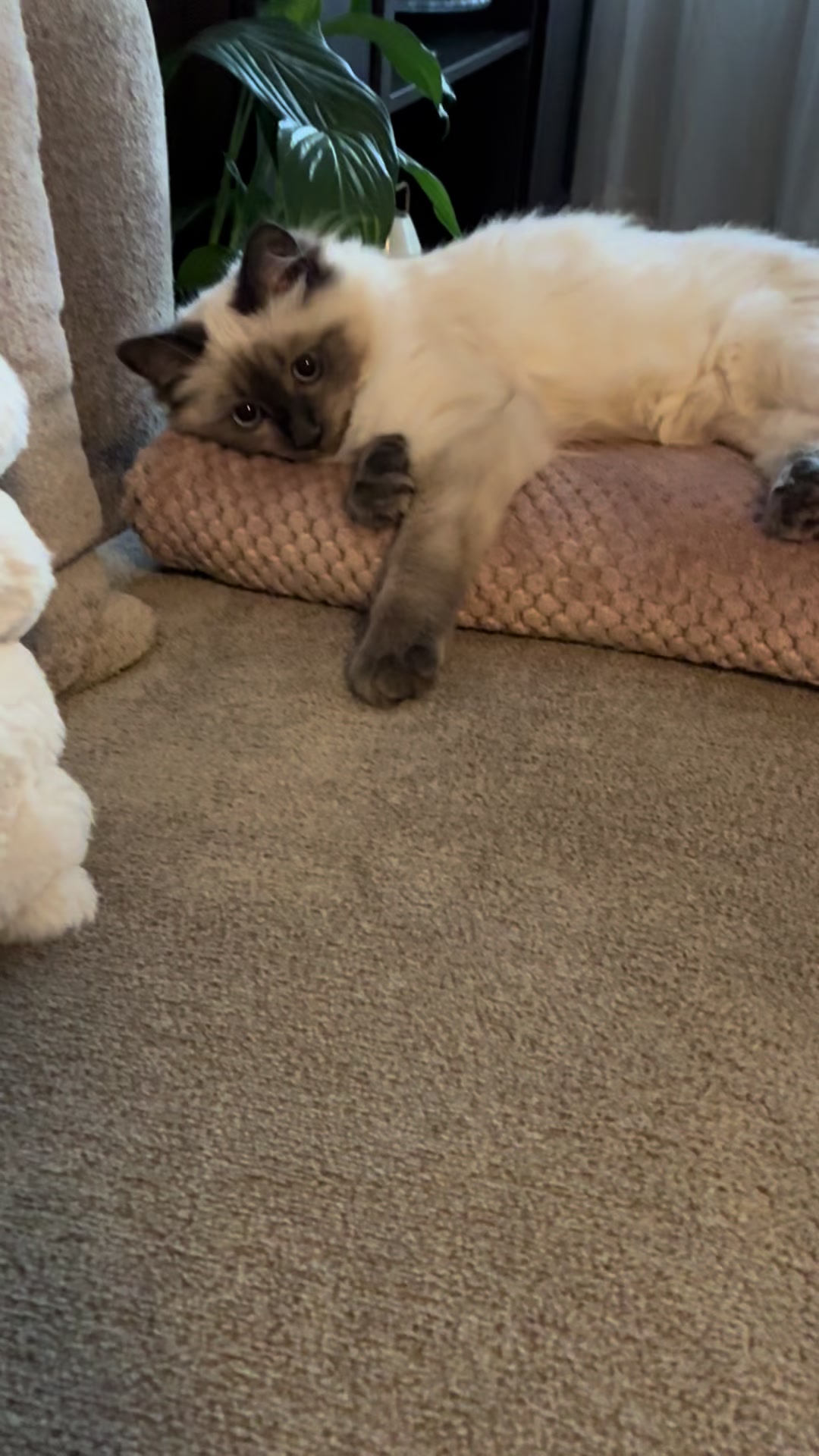 @Amadeus the ragdoll