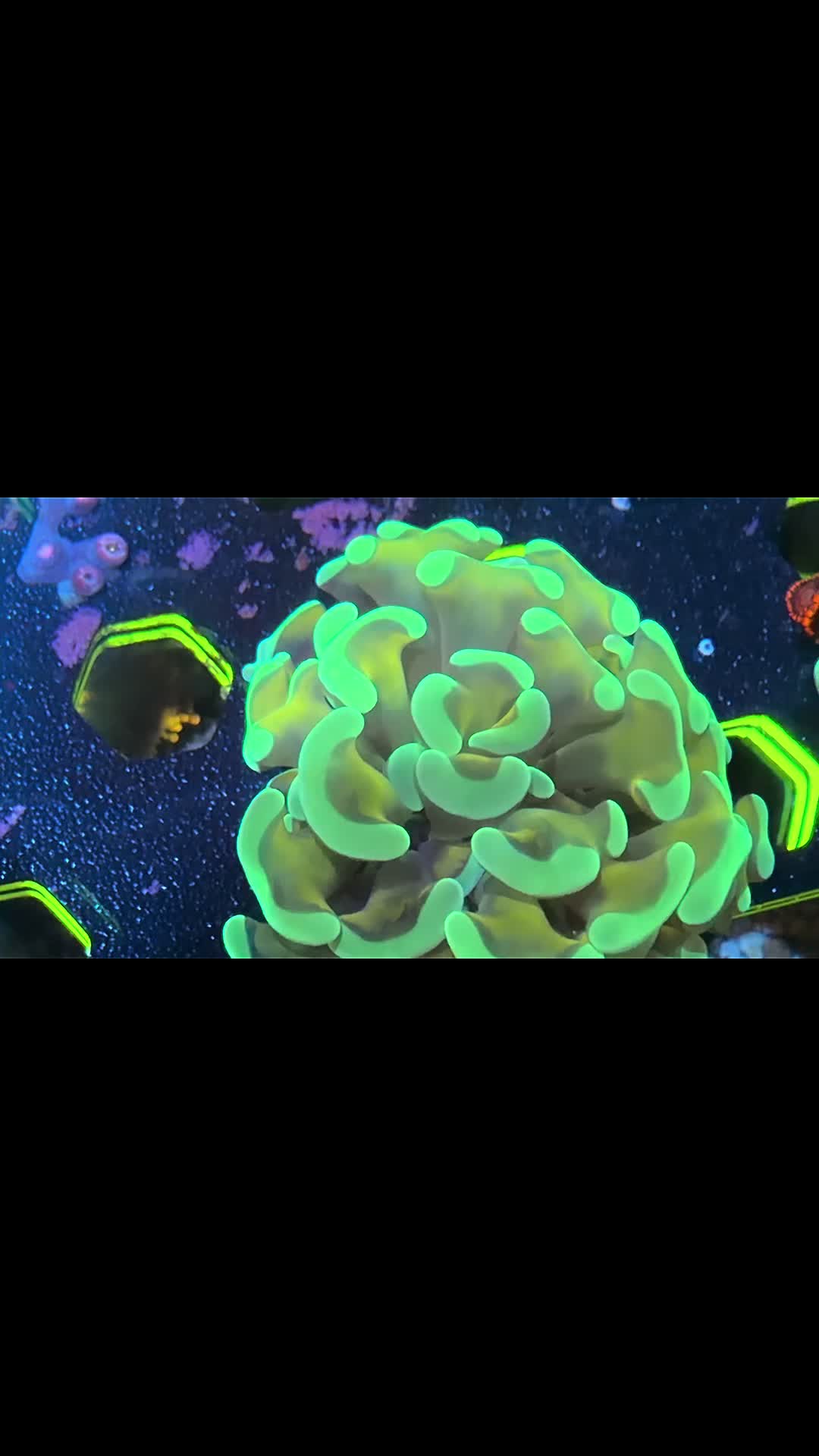 @Inner_Circle_Reefing