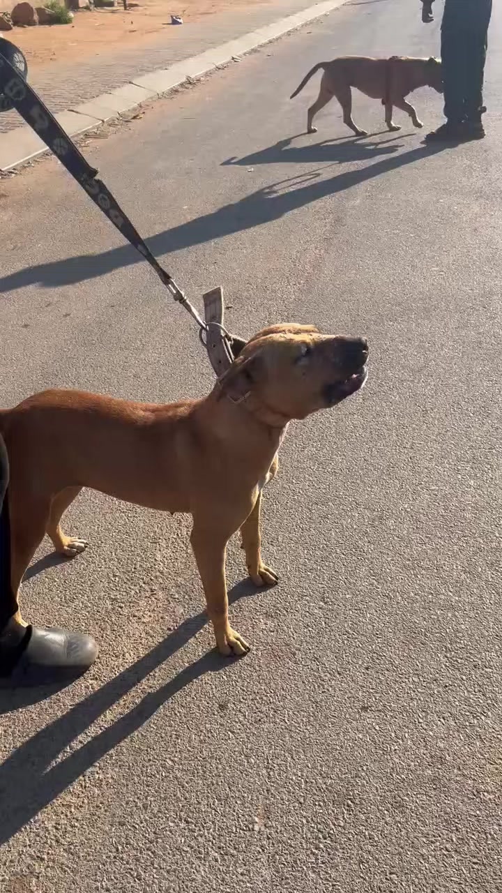 @game dogs apbt