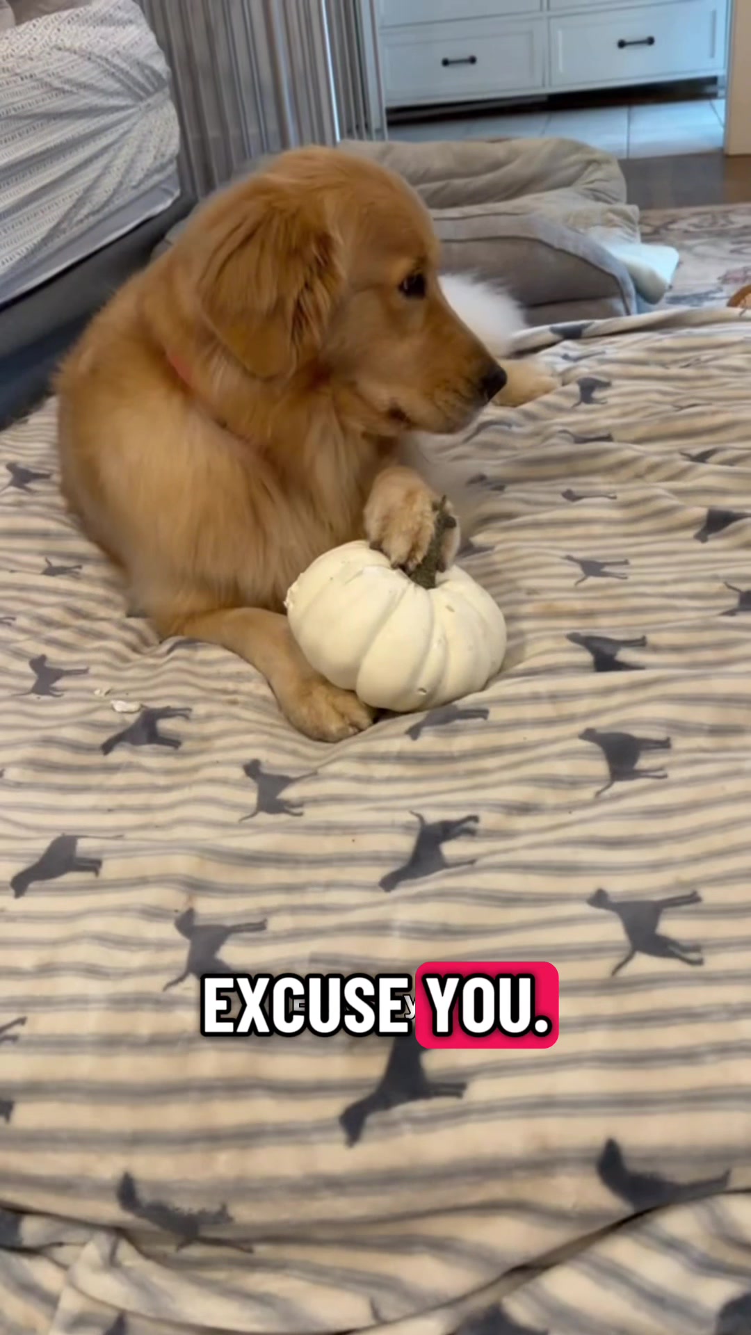 @DogMomisms
