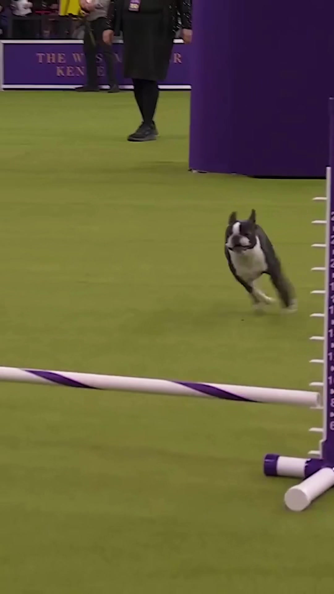 @Westminster Kennel Club