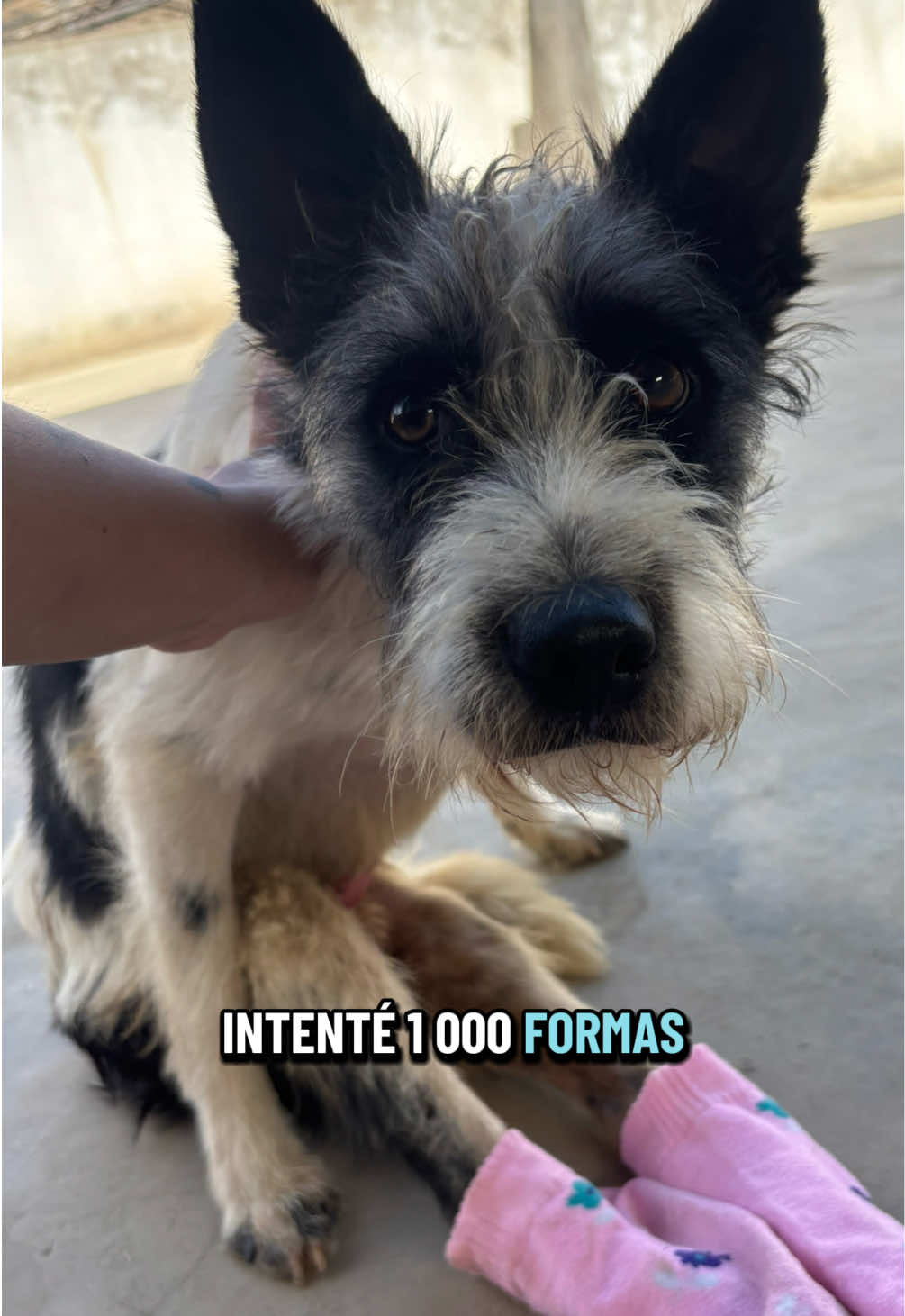 @Cómplices al rescate_11🐾