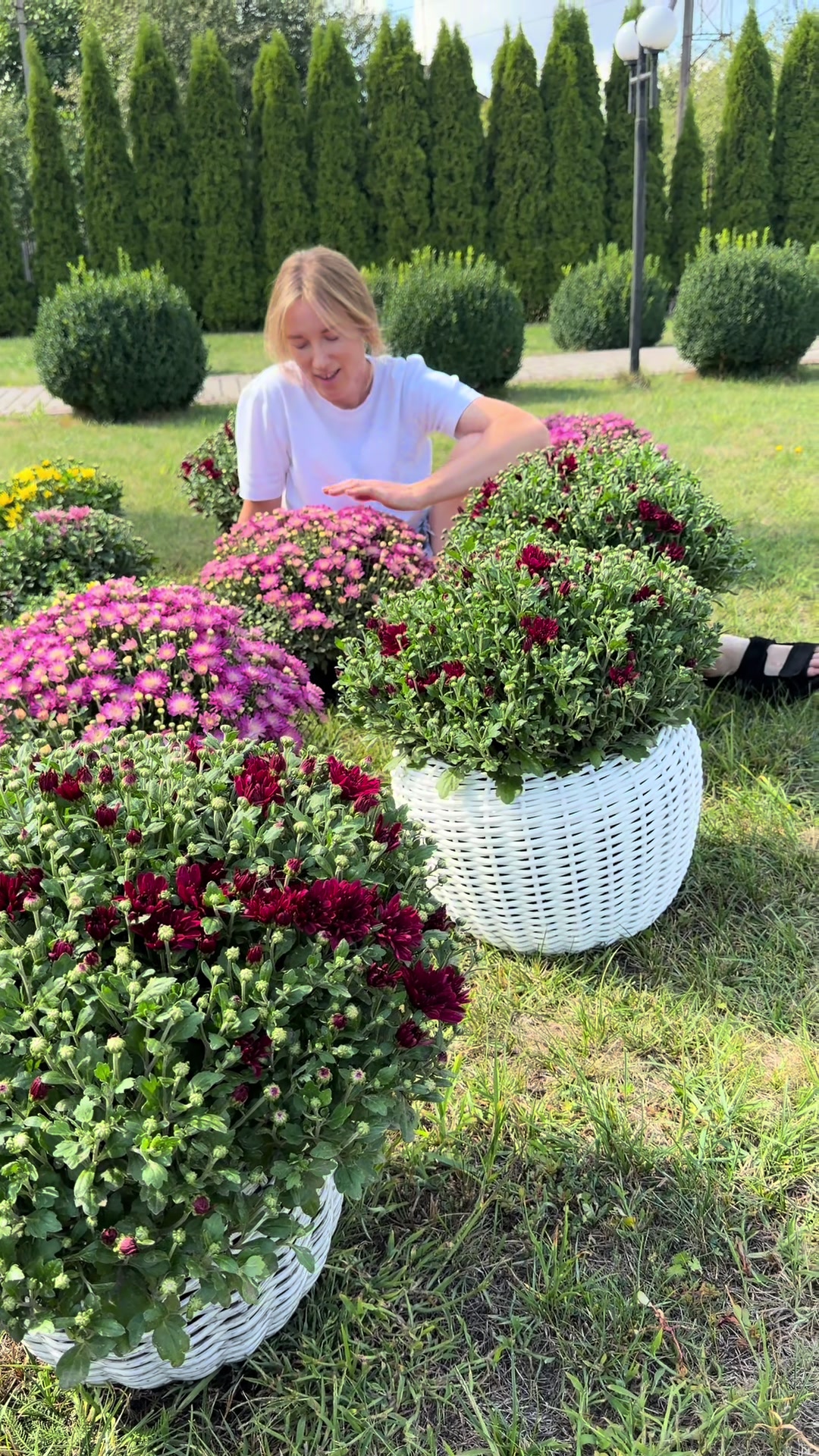 @Хризантема мультифлора
