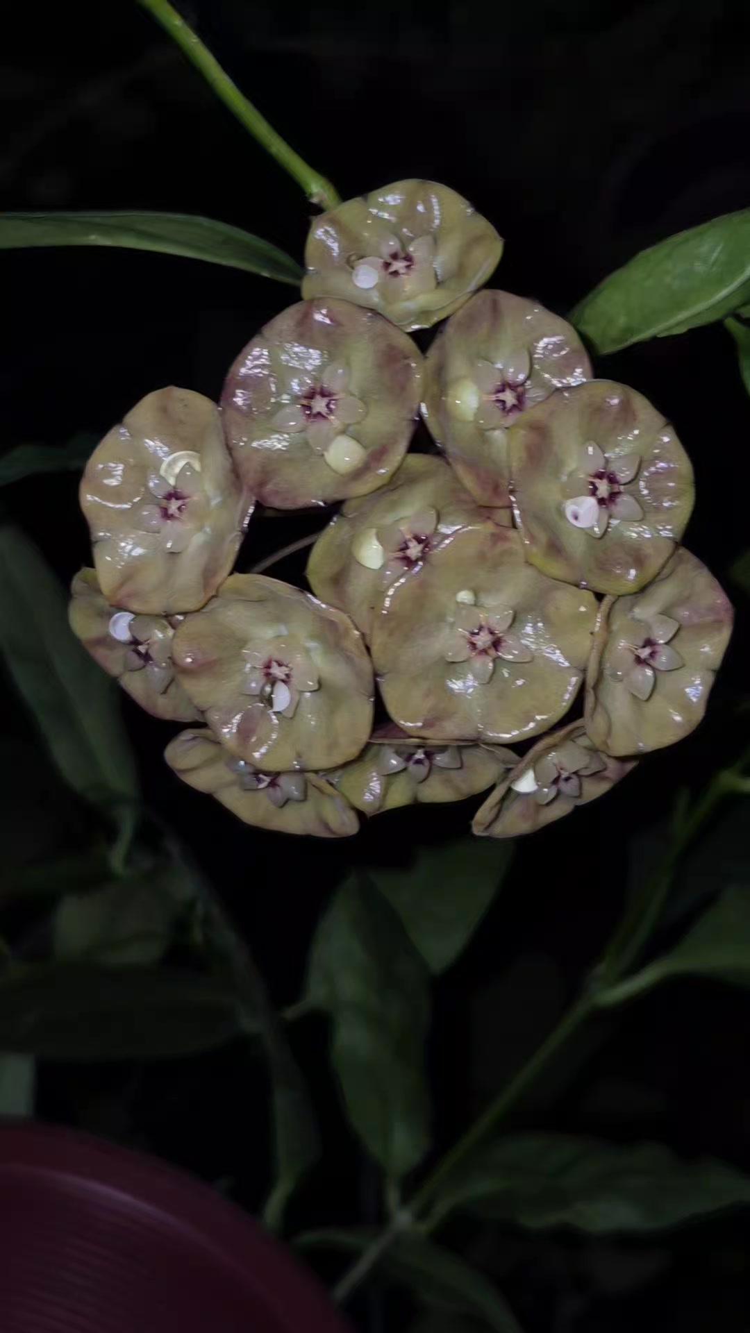 @Raregardenblooms