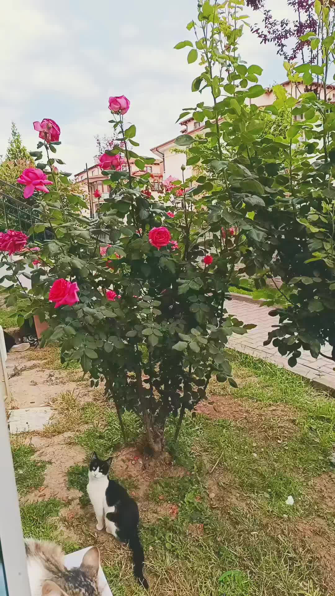 @g&uuml;llcehree❤️❤️