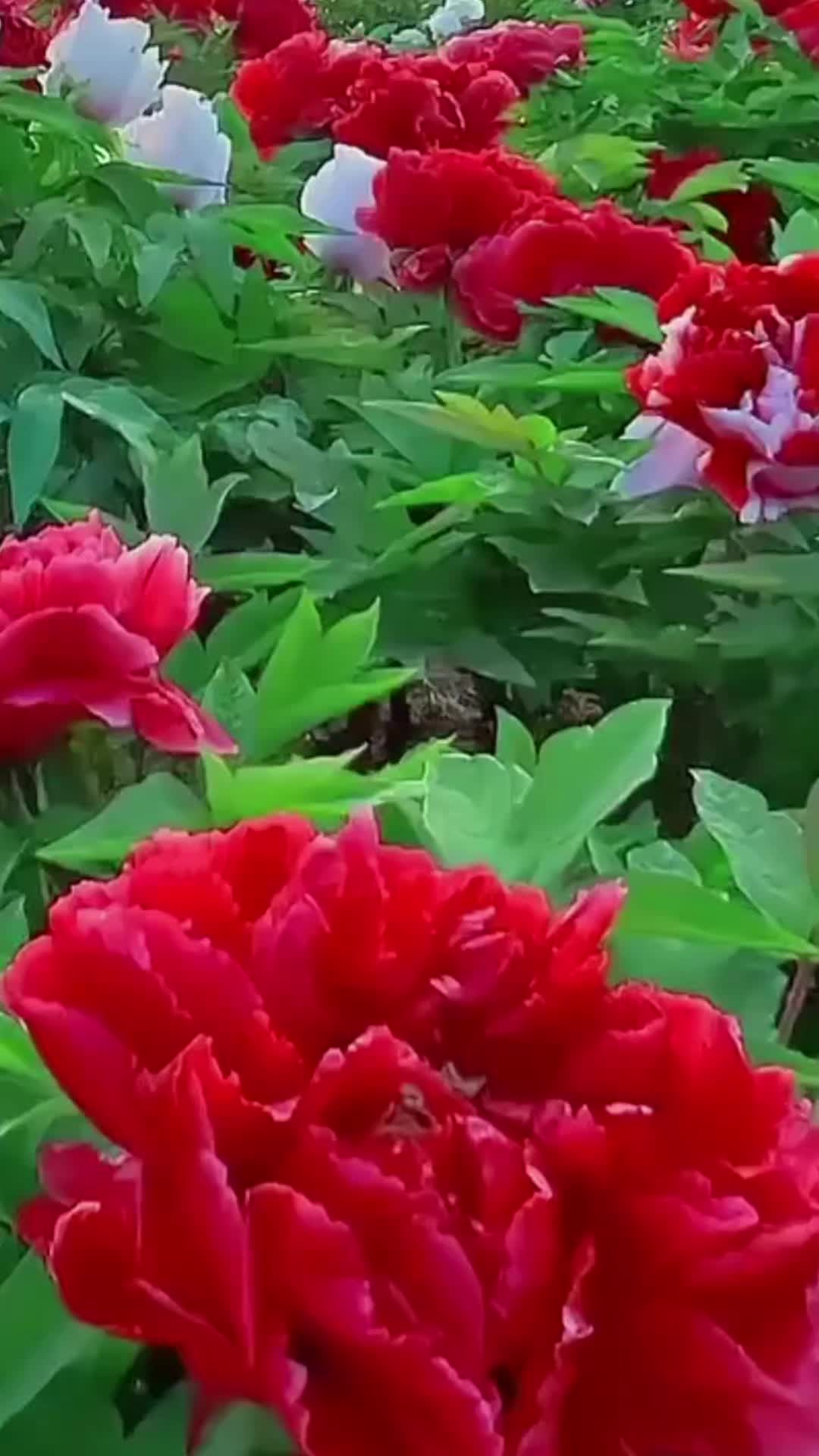 @A..AĞDAMLI⚘🇦🇿
