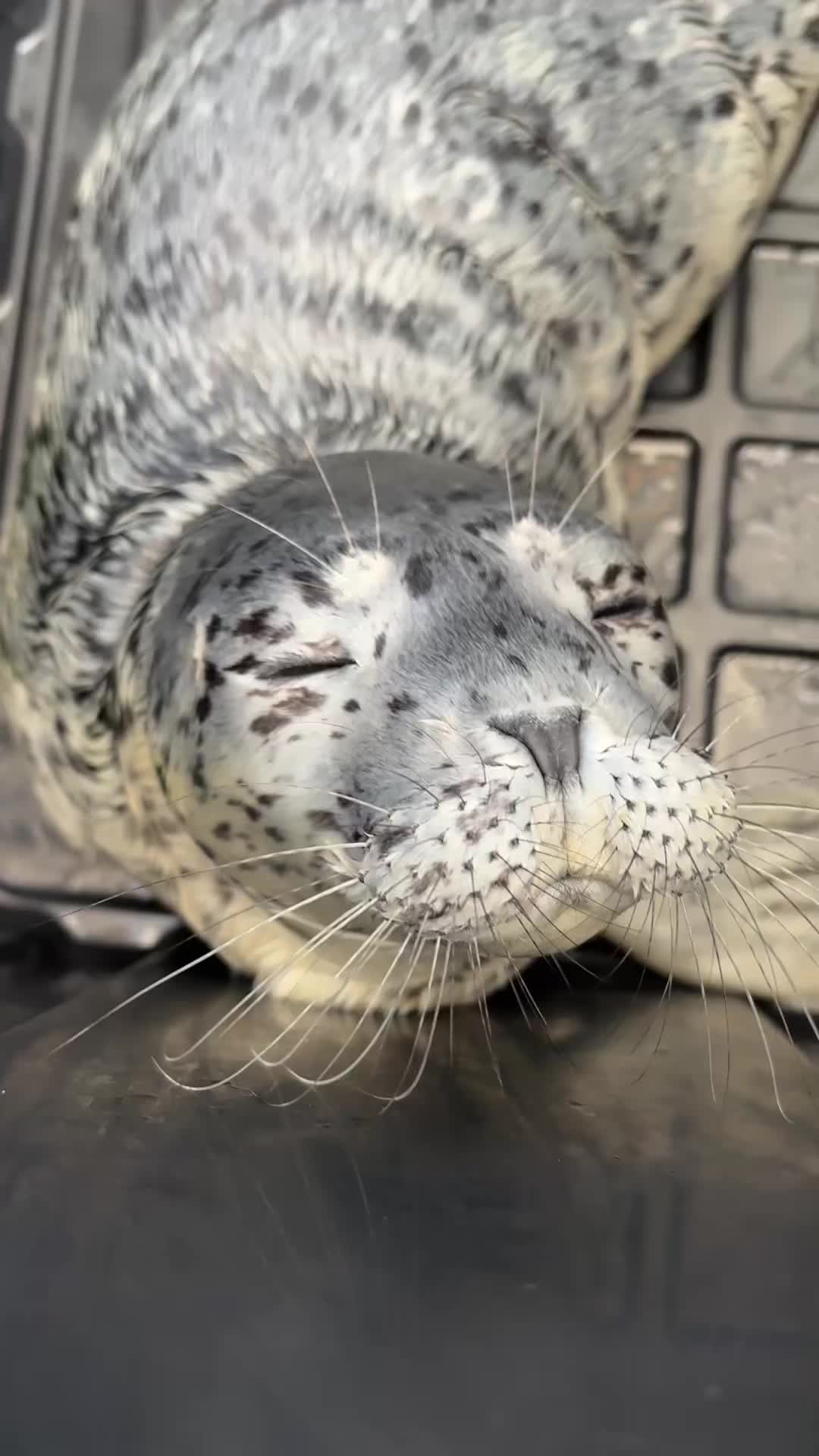 @Marine Mammal Rescue Society