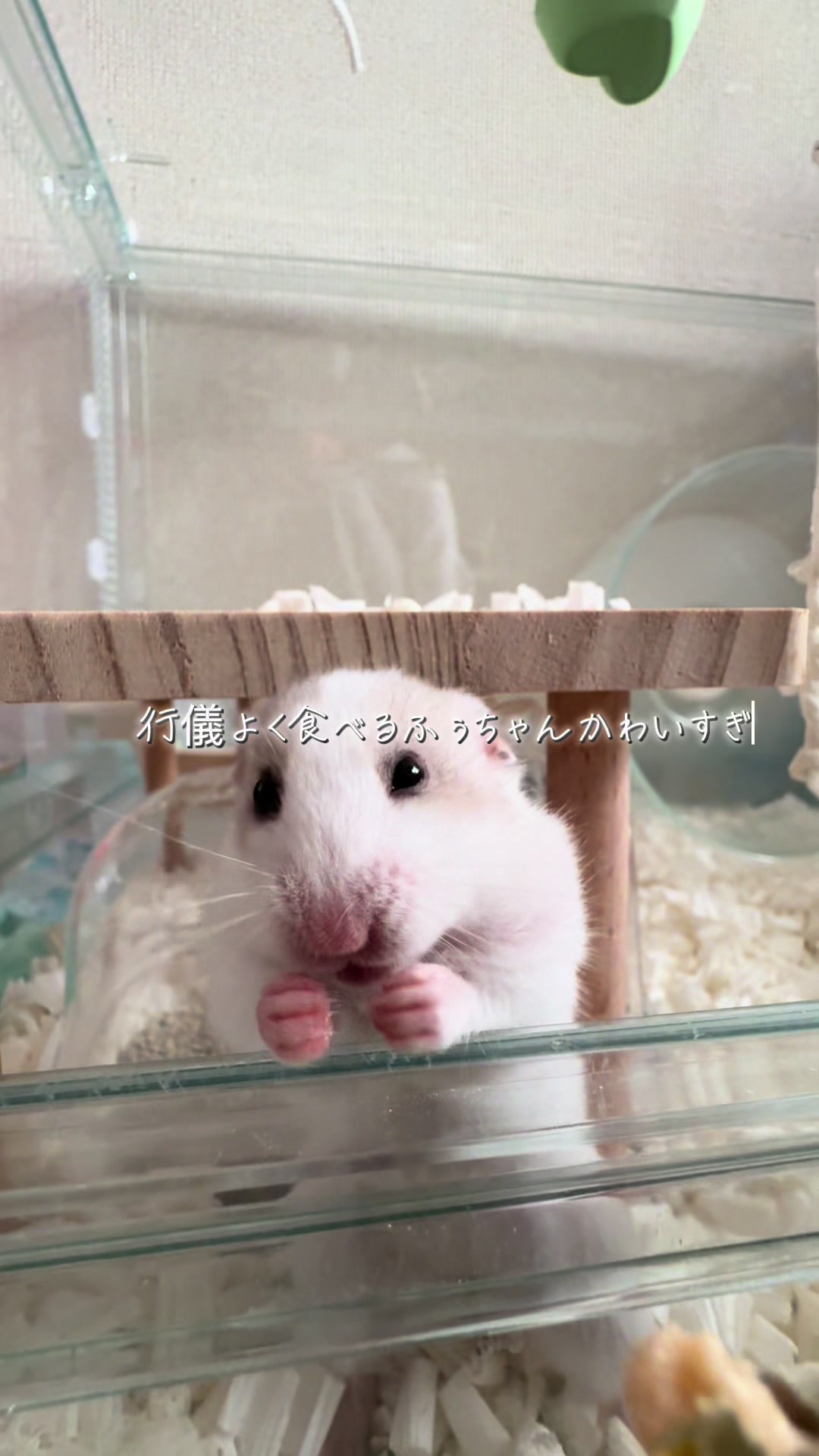 @田舎のネズミ