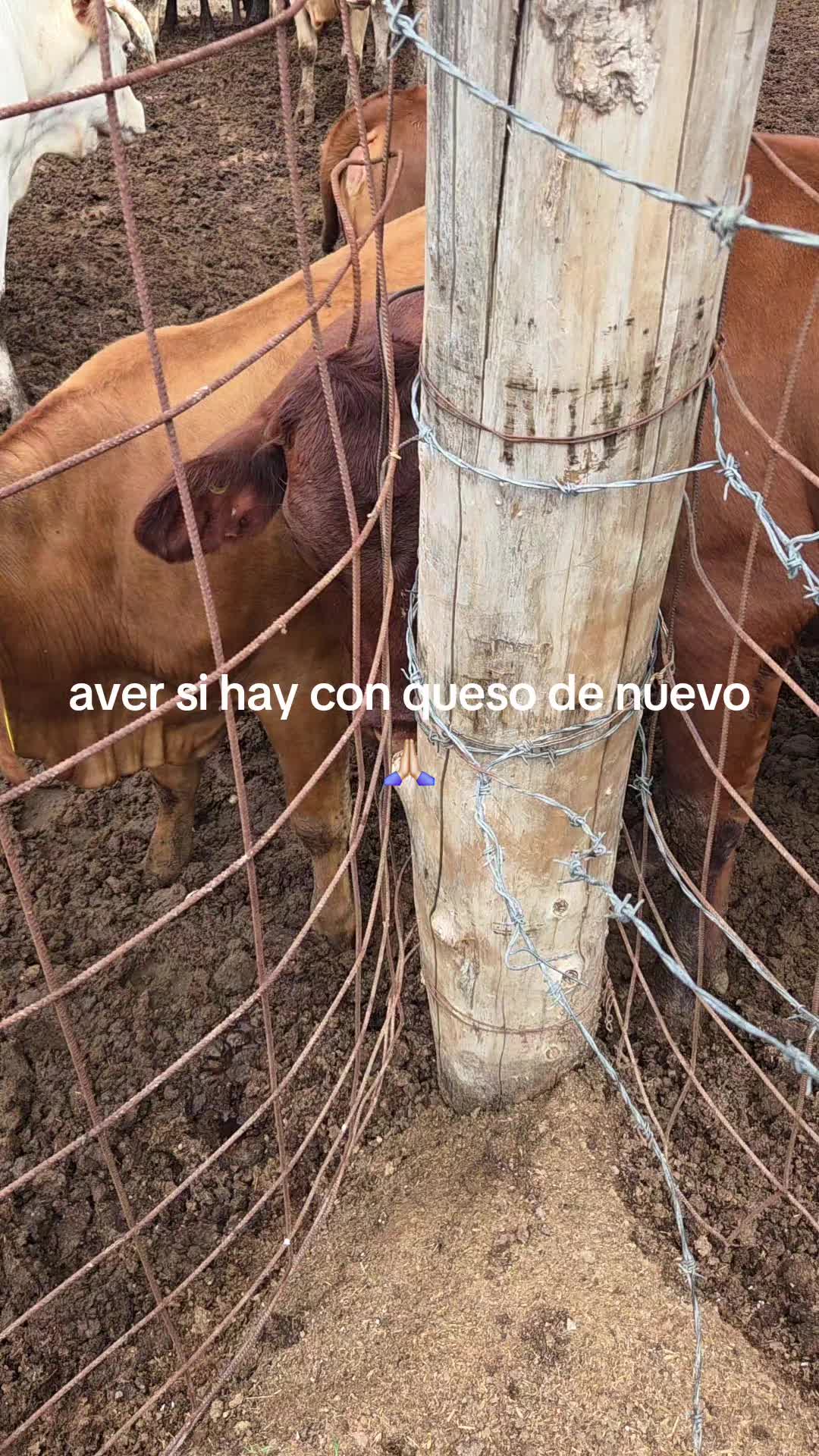 @BarbaCerrada0519