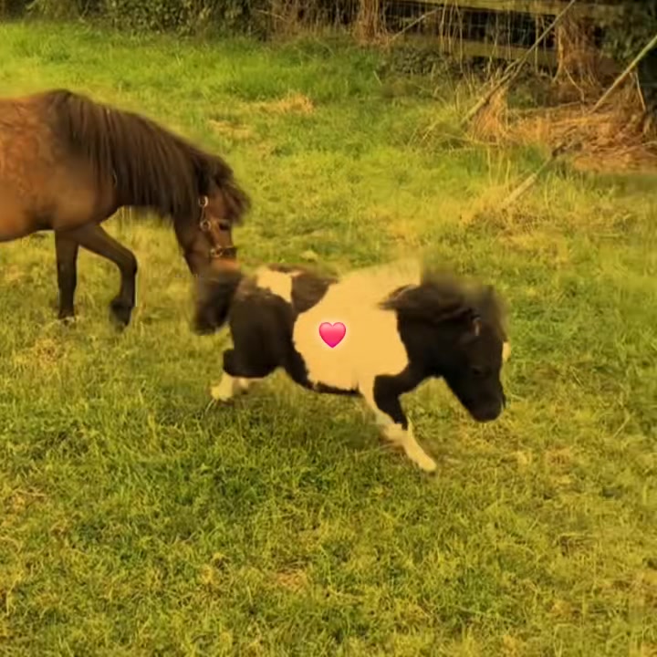 @ganader&iacute;a🐮 y caballo🐴☠️