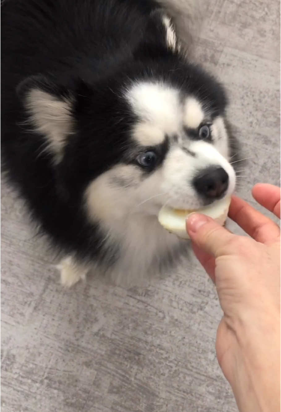 @Ontario Pomsky Puppies
