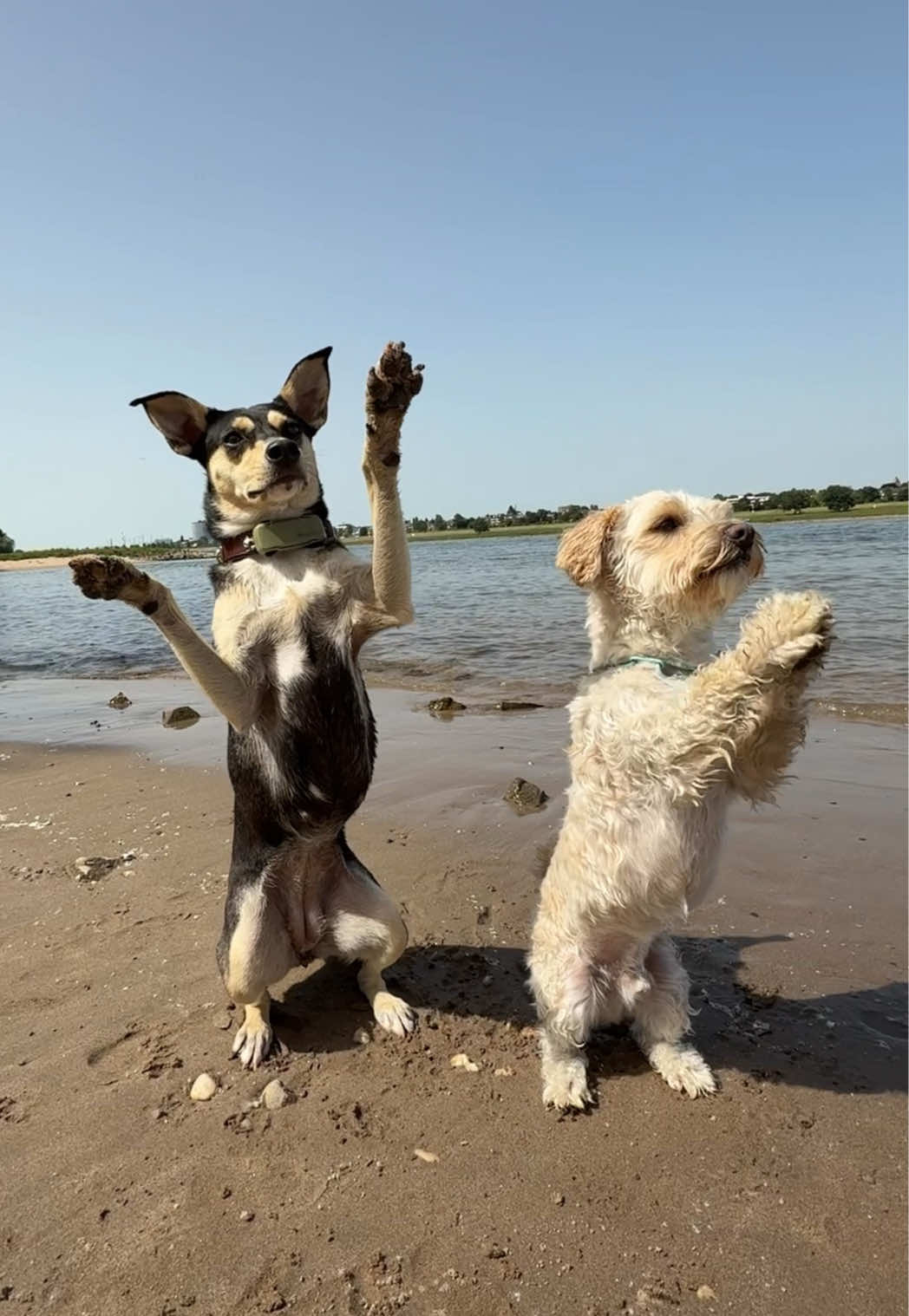 @🐾