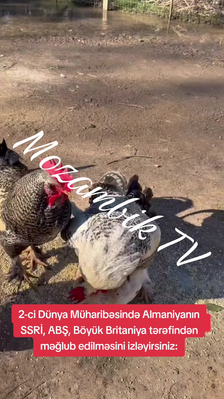 @MozambikTV (MzTV)