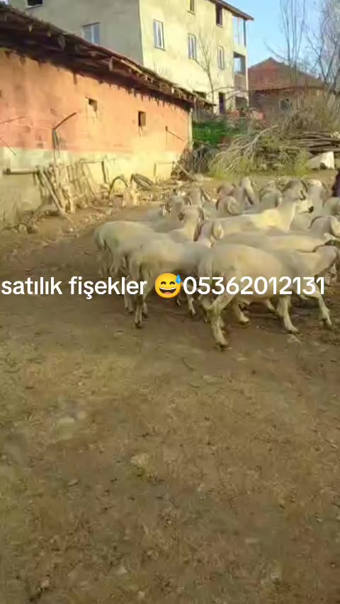 @Halil