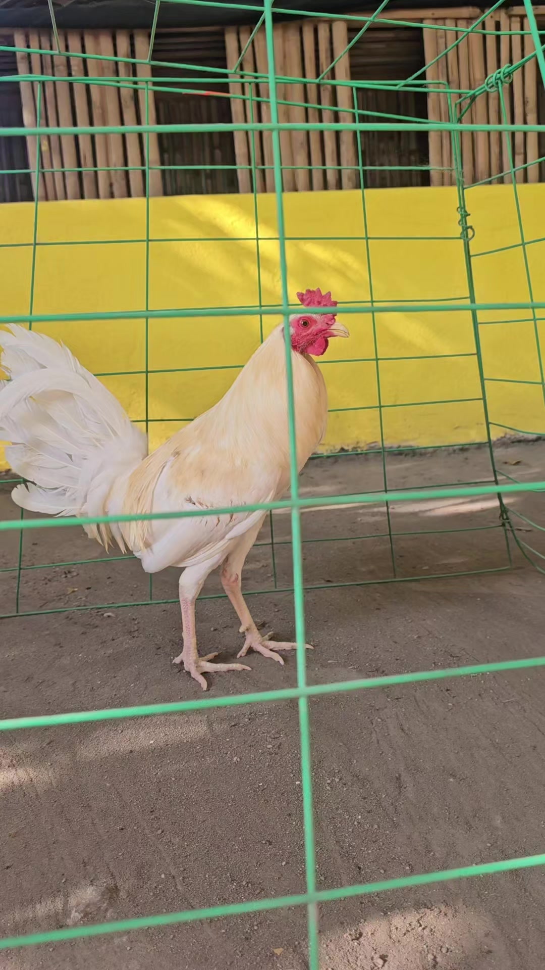 @Big J Gamefarm